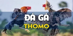 Đá Gà Thomo - Tìm Hiểu Sân Cược Chiến Kê Thu Hút, Lôi Cuốn